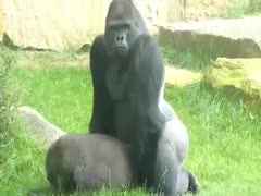 Hardcore beast fucking movie features two Gorilla's screwing 